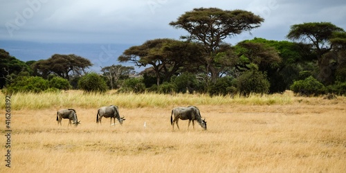 flock of wildebeest in the amboseli national park © NAEPHOTO