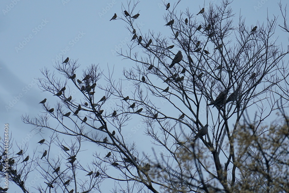鳥の群れ 鳥の群れ