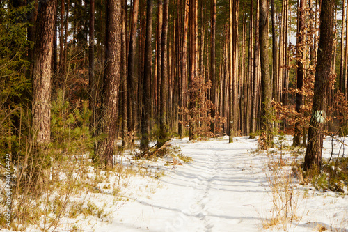 Fototapeta Naklejka Na Ścianę i Meble -  leśna zimowa ścieżka
