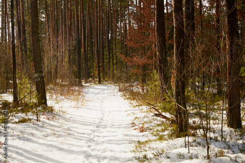Fototapeta Naklejka Na Ścianę i Meble -  leśna zimowa ścieżka