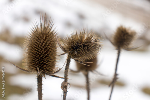 Closeup shot of dry thistle flowers growing in a field