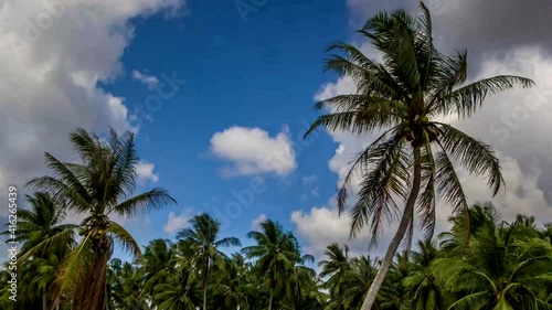 Wallpaper Mural Coconut trees garden on daylight summer season in Thailand Torontodigital.ca