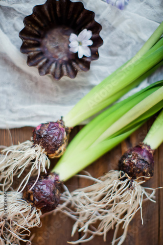 Blue hyacinth on a wooden background