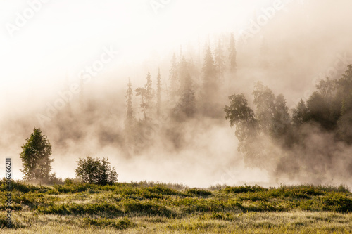A misty summer morning on the flooded meadow of Oulanka National Park, Northern Finland. 