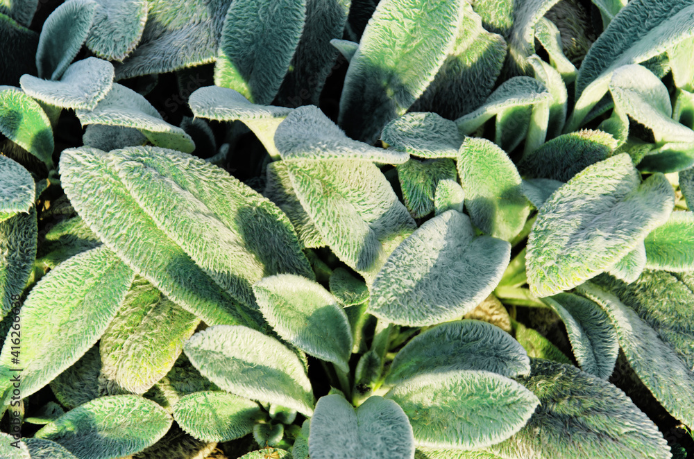 Stachys byzantina or woolly hedgenettle on flowerbed. Lamb's ears with gray-silver colored leaves with silky hairs on sunny day. Natural background.