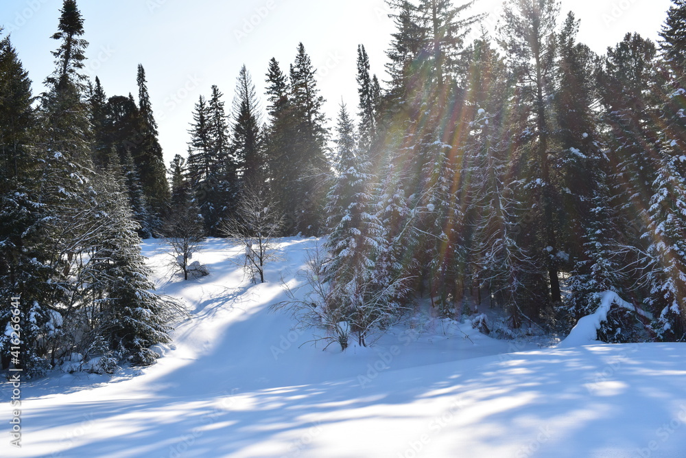 Fototapeta premium snow covered trees