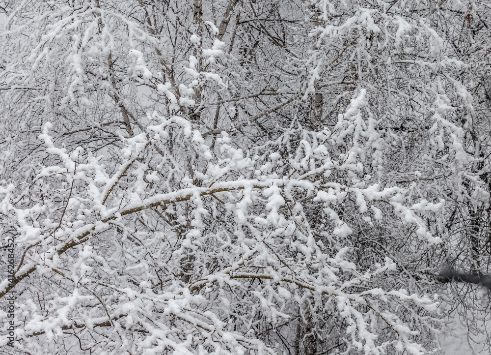 Tree branches in the snow close -up in winter. Background Tree branches in the snow close -up in winter. Background