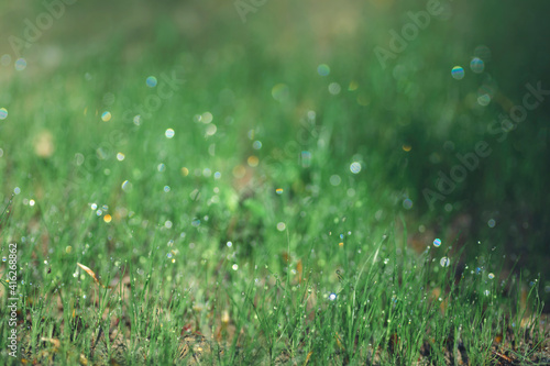 grass with dew drops in the morning