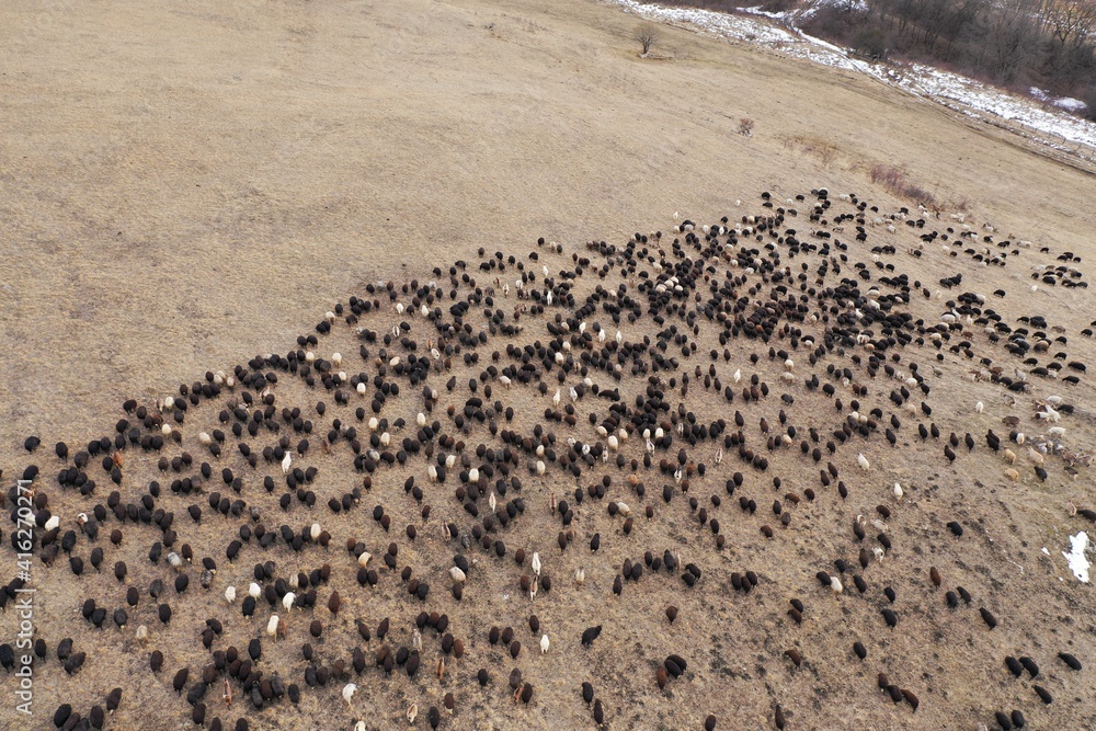 Aerial view of flock of black sheeps and rams grazing in field in mountains, natural winter landscape, rural scene, forest, Russia. Aerial view of flock of black sheeps and rams grazing in field in mountains, natural winter landscape, rural scene, forest, Russia.