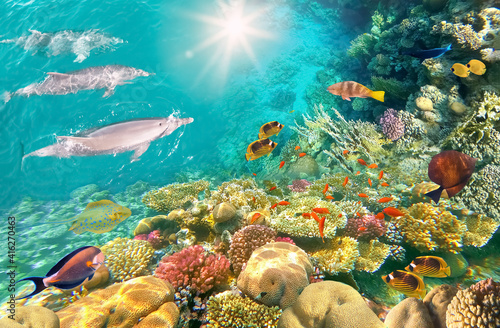 Underwater scene with dolphins and colorful coral reef full of red fish.