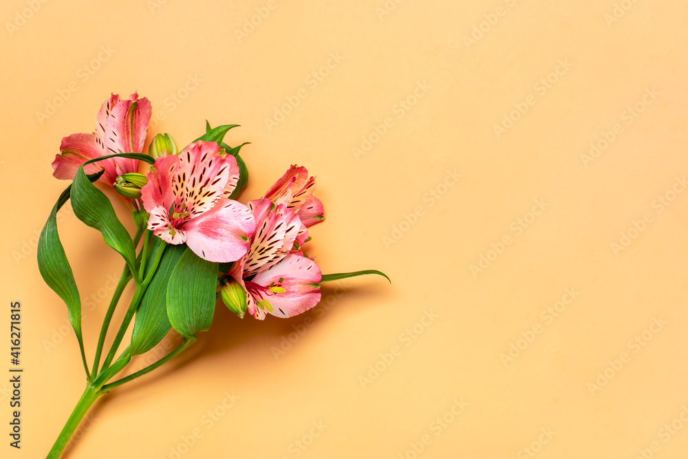 bouquet of alstroemeria flowers isolated on beige background Top view Flat lay Floral holiday card 8 March, Happy Valentine's day, Mother's day, Spring concept Mock up