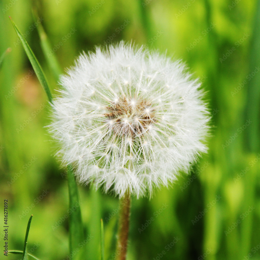 Fototapeta premium Dandelion fluff in a green grass field