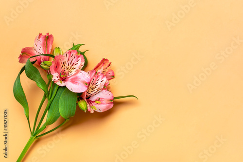 bouquet of alstroemeria flowers isolated on beige background Top view Flat lay Floral holiday card 8 March, Happy Valentine's day, Mother's day, Spring concept Mock up © bmarya83