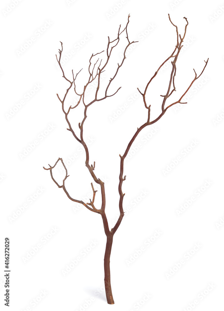 Plane tree or Platanus branch isolated on white background. Plane tree or Platanus branch isolated on white background.