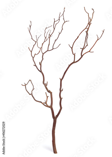 Plane tree or Platanus branch isolated on white background.