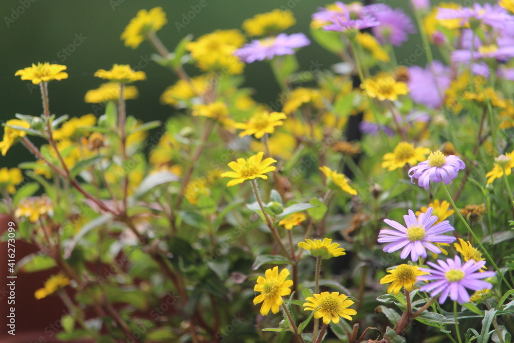 Blume Blume