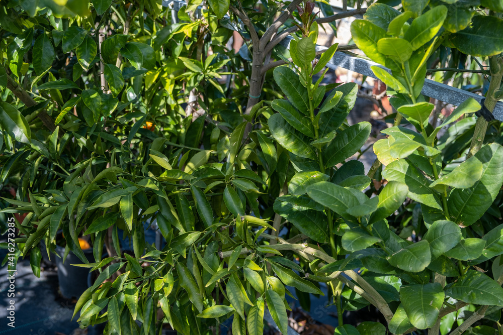 lCitron (Etrog) tree sold at the glasshouse lCitron (Etrog) tree sold at the glasshouse
