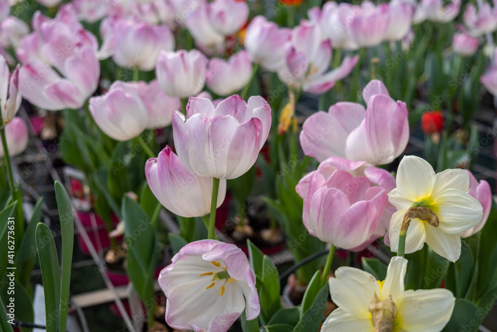 Holland's tulip flowers sold at the glasshouse Holland's tulip flowers sold at the glasshouse