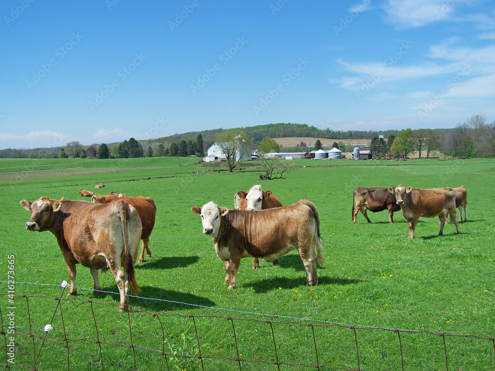 Cows grazing in a green pasture seem to be enjoying the beautiful sunny day and rural setting around them. Cows grazing in a green pasture seem to be enjoying the beautiful sunny day and rural setting around them.