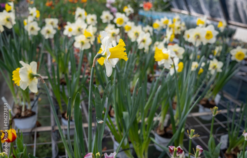 White yellow narcissus flowers sold at the glasshouse © vadiml