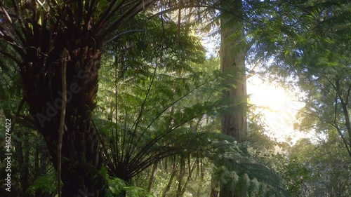 New Zealand tropical forest nature background. View of fern trees and sunshine photo