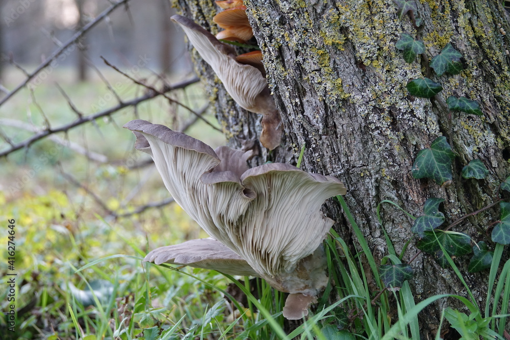 lignicolous or arboreal mushroom fungus and Flammulina velutipes (Curtis) Singer lignicolous or arboreal mushroom fungus and Flammulina velutipes (Curtis) Singer