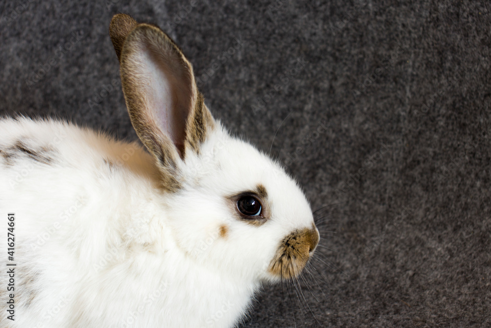 Obraz premium white rabbit with dark ears