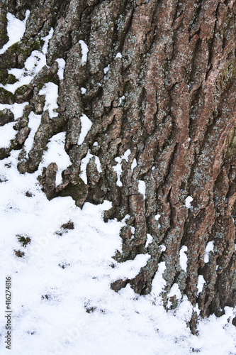 Wallpaper Mural Tree trunk with snow in winter texture. The trunk of a birch tree covered with snow. Nature concept. Torontodigital.ca