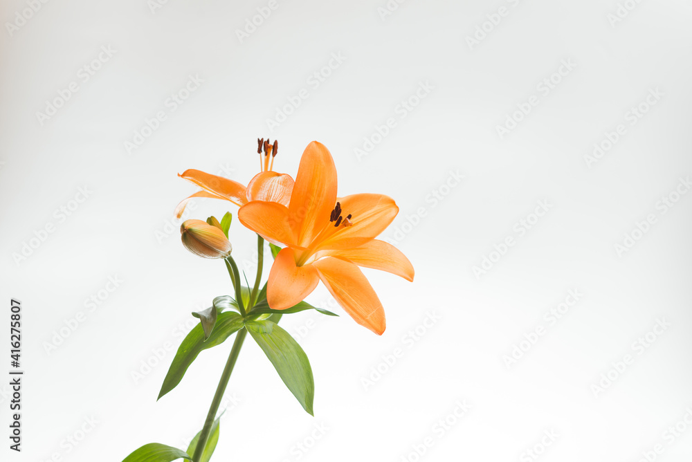 Obraz premium 満開のユリ