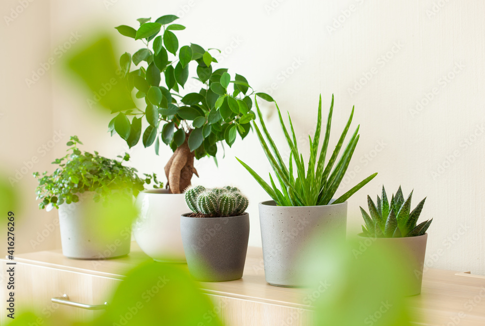 Obraz premium green houseplants cactus succulent aloe vera, gasteria duval, pilea depressa, parodia warasii, ficus