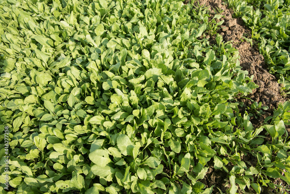 Katni / India 25 October 2017 Green vegetable spinach or palak in the field in Katni Madhya Pradesh India Katni / India 25 October 2017 Green vegetable spinach or palak in the field in Katni Madhya Pradesh India