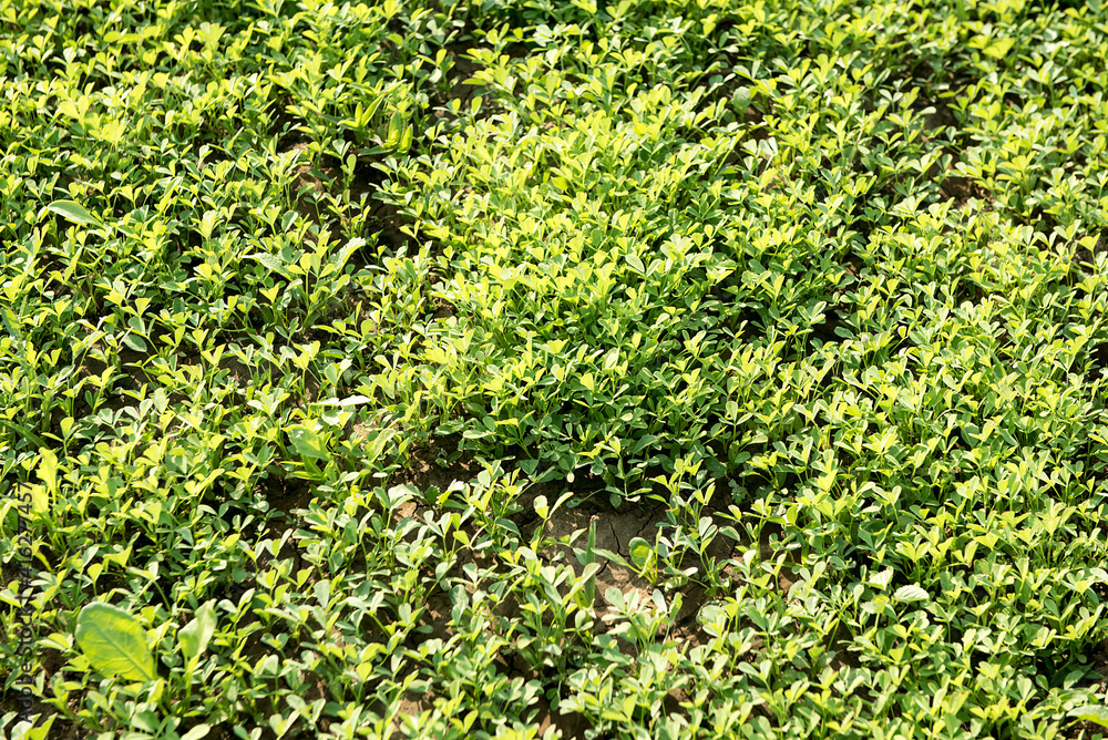 Katni / India 25 October 2017 A field of Methi or Fenugreek at Katni village in Madhya Pradesh India Katni / India 25 October 2017 A field of Methi or Fenugreek at Katni village in Madhya Pradesh India