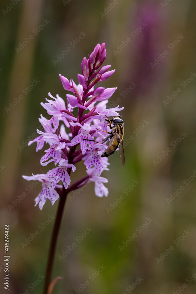 Dactylorhiza baltica in natural environment, wild orchids Dactylorhiza baltica in natural environment, wild orchids