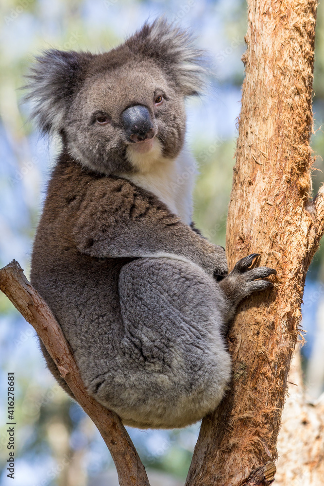 Fototapeta premium Who hasn't heard of them: koala's! One of the most famous inhabitants of Australia.