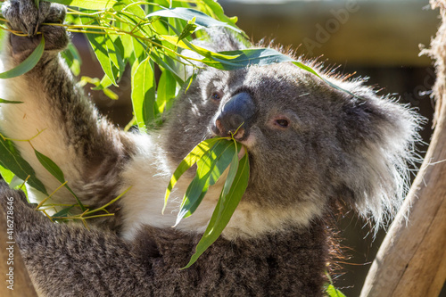 This koala just woke up and is enjoying some fresh eucalyptus leaves. Shot at Cleland Wildlife Park, Australia.