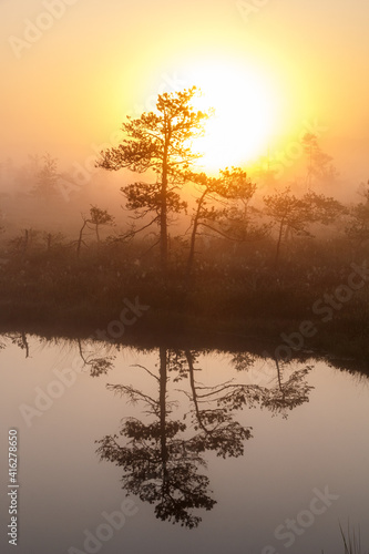 Sun is rising over foggy swamp