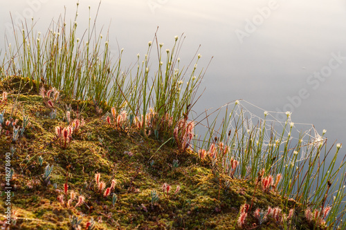 Sundew with water droplets at sunrise in natural environment and wetland grass.