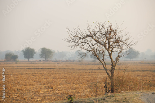 The trees that have dried up died from lack of water.