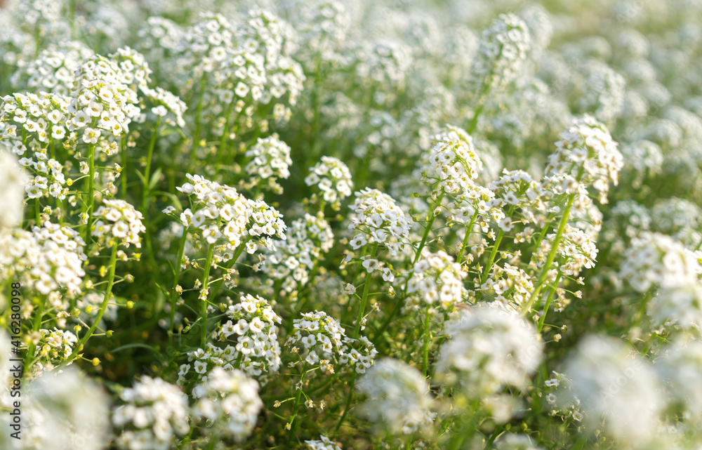 White flowering garden plant alyssum and fresh spring garden White flowering garden plant alyssum and fresh spring garden
