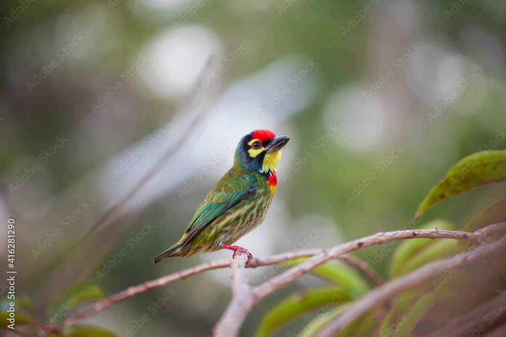 Asian Coppersmith barbet bird perching on the branch