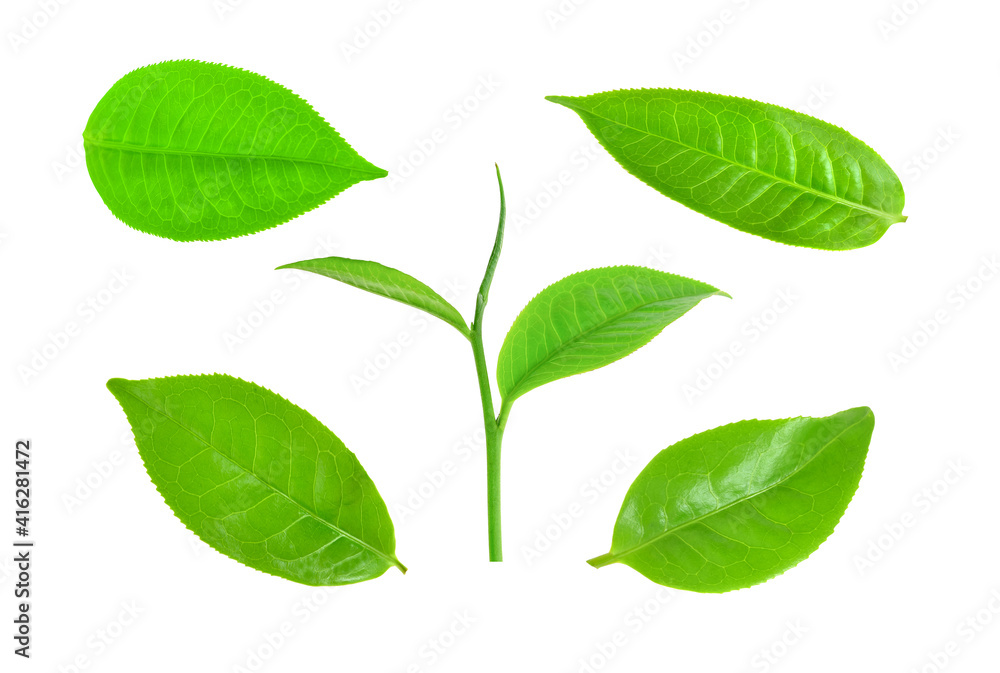 set of green tea leaves isolated on white background set of green tea leaves isolated on white background