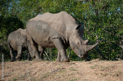White Rhino and calf leaving a mud pool on a safari in South Africa
