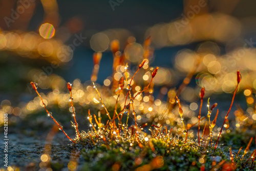 Gold abstract background with bokeh defocused lights