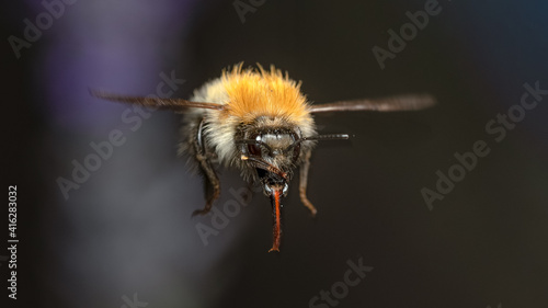 Flying Bumblebee