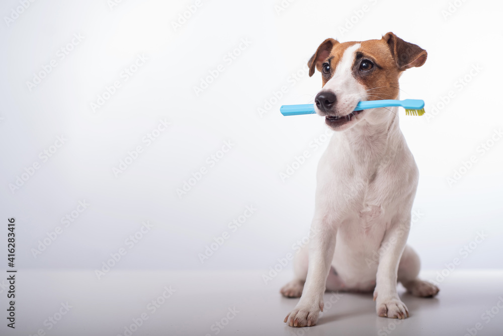 Smart dog jack russell terrier holds a blue toothbrush in his mouth on a white background. Oral hygiene of pets. Copy space