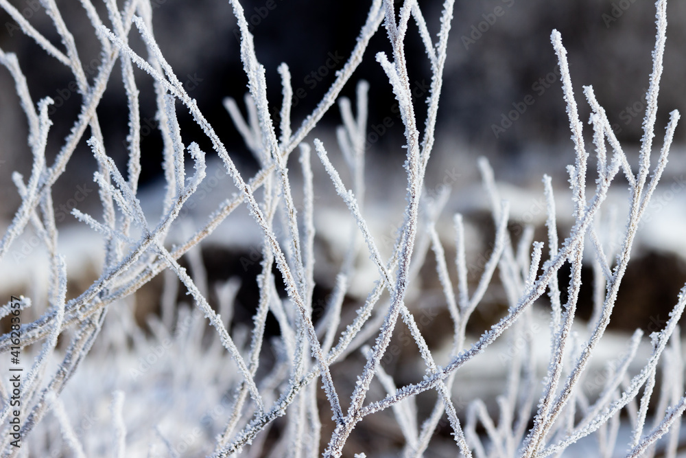 branches of bushes covered with hoarfrost in winter close-up branches of bushes covered with hoarfrost in winter close-up
