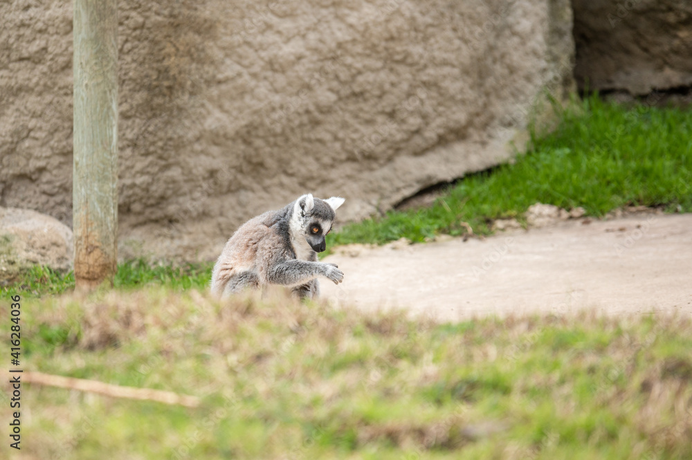 Fototapeta premium Ring-tailed lemur sitting on the ground staring blankly