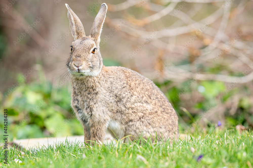 Fototapeta premium European or common hare in the forest standing on the grass