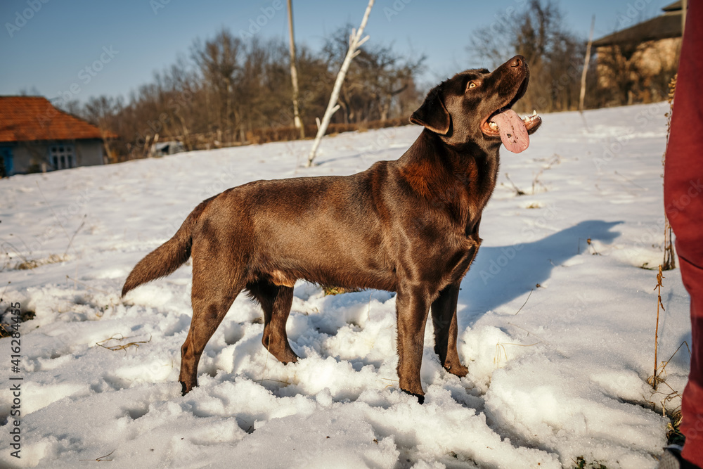 A dog standing in the snow a Labrador A dog standing in the snow a Labrador
