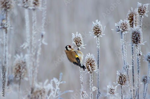Goldfinch bird sits on a plant in winter.